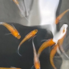 メダカ　アマテラス(天照) 15匹
の画像