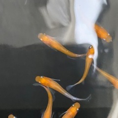 メダカ　アマテラス(天照) 15匹
の画像