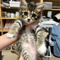 長毛ちゃん♡生後2ヶ月♡激かわ子猫♡ 