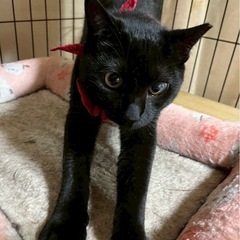 黒猫　ルナちゃん　10ヶ月くらいの女の子です。 - 猫