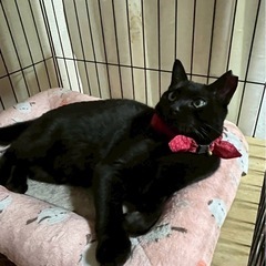 黒猫　ルナちゃん　10ヶ月くらいの女の子です。 − 岡山県