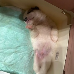 犬と猫の用品譲ってください！
