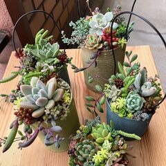 多肉の寄せ植え再開したヨッ!!の画像