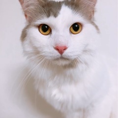 多頭飼育崩壊から保護された足長ミヌエットの里親様募集してい…