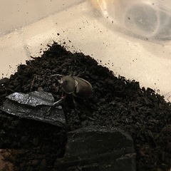 カブトムシ　雄雌各1匹　まとめての画像