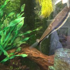熱帯魚　サイヤミーズフォックスの画像