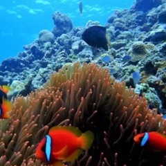 7月5日(土)北部でシュノーケル＆美ら海水族館＆海洋博花火の告知‼️