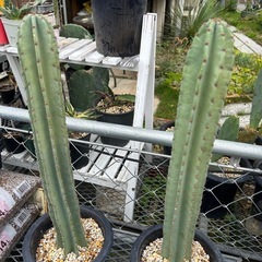 🌵柱サボテン🌵