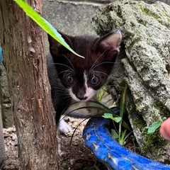 青い目の子猫ちゃん🐱