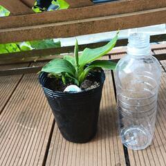 ドワーフモンキーバナナ苗　小苗