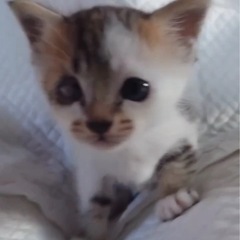 生後0ヶ月♡ミケちゃん♡右目ハンデ