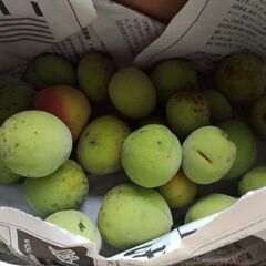 岐阜県産大きい梅800ｇ500円無農薬。予約できます