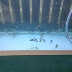 金魚、藤六鱗(ふじろくりん)稚魚の画像
