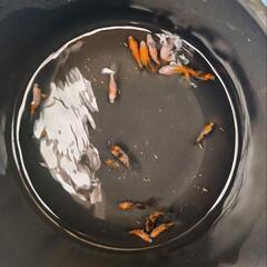 金魚、藤六鱗(ふじろくりん)稚魚の画像