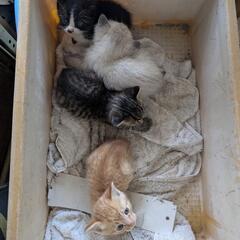野良の子猫4匹います。
