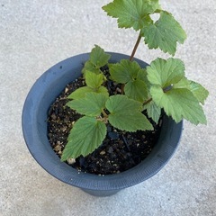 秋明菊苗の画像