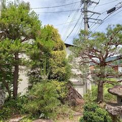 【最終】庭木を差し上げます