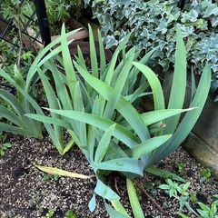 白いカキツバタの画像