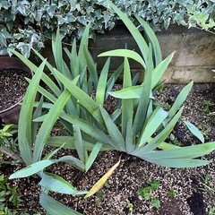 白いカキツバタの画像