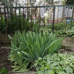 白いカキツバタの画像