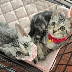 4月生まれの姉妹ねこ✦