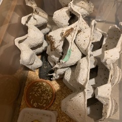 餌用イエコ150匹以上