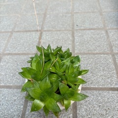 🩷多肉植物さん🩷