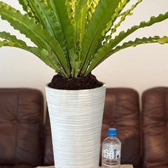 観葉植物 アスプレニウム(特大)の画像