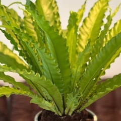 観葉植物 アスプレニウム(特大)の画像