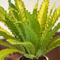 観葉植物 アスプレニウム(特大)の画像