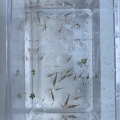 ミナミヌマエビ20匹+αの画像