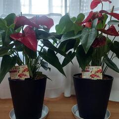 アンスリウム2鉢　ダコタとミネソタ　観葉植物　アンスリューム