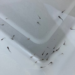 ミックスメダカの稚魚35匹