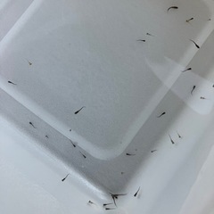 ミックスメダカの稚魚30匹
の画像