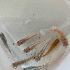 ミックスメダカの稚魚30匹
の画像