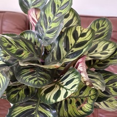 観葉植物　カラテアの画像