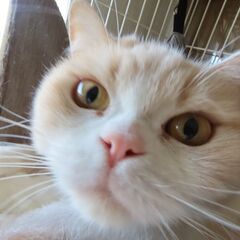 スコティッシュフォールド（立ち耳）成猫5歳