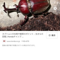 カブトムシペアで何匹か譲って下さい！