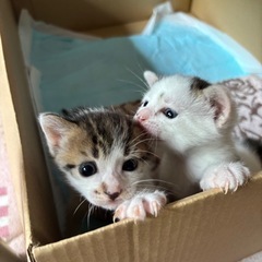 生後約1ヶ月の可愛いべびちゃん♂のみ