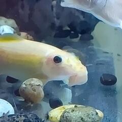 熱帯魚アルジイーター