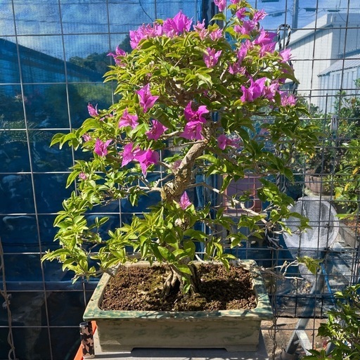 ブーゲンビリア