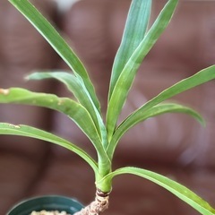 観葉植物　ユッカ(小)の画像