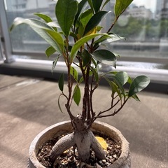 がじゅまる　観葉植物の画像