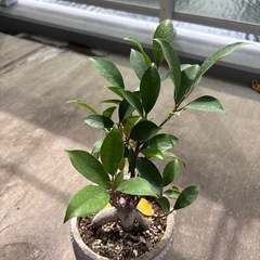 がじゅまる　観葉植物の画像