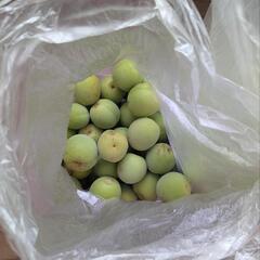【梅の実】無農薬 約2kg  の画像