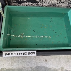 めだか無人販売の画像