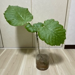 水栽培したウンベラータの枝