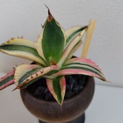 アガベ チタノタ　スナグルトゥースの画像