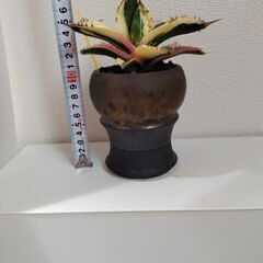アガベ チタノタ　スナグルトゥースの画像
