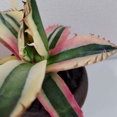 アガベ チタノタ　スナグルトゥースの画像
